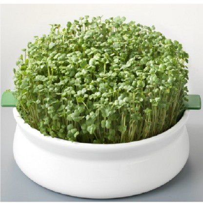 Vas de ceramica cu sita pentru germinare seminte mucilaginoase Germline