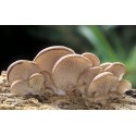 Ciuperci terapeutice - Suplimente naturale