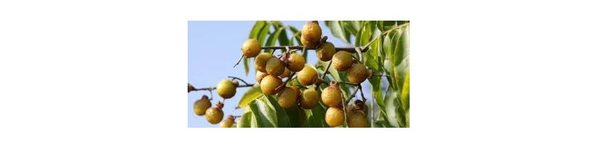 Nuci de sapun, bila ecologica si fulgi de sapun BIO